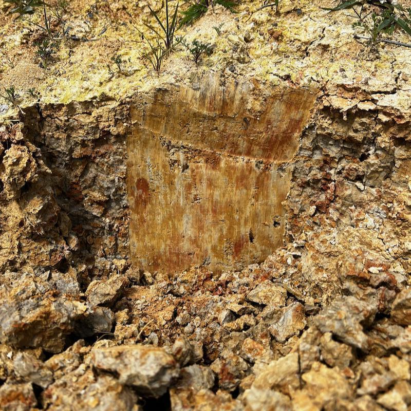 Paleosol red in the iron rich Wealden clay at Lossenham